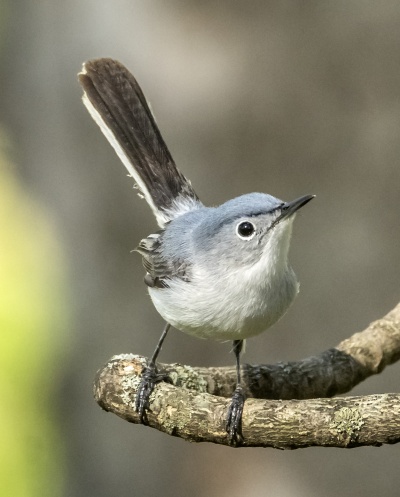Blue-gray gnatcatcher - Wikipedia