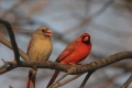 Cardinals.jpg