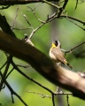 Warbler yellowthroat.jpg
